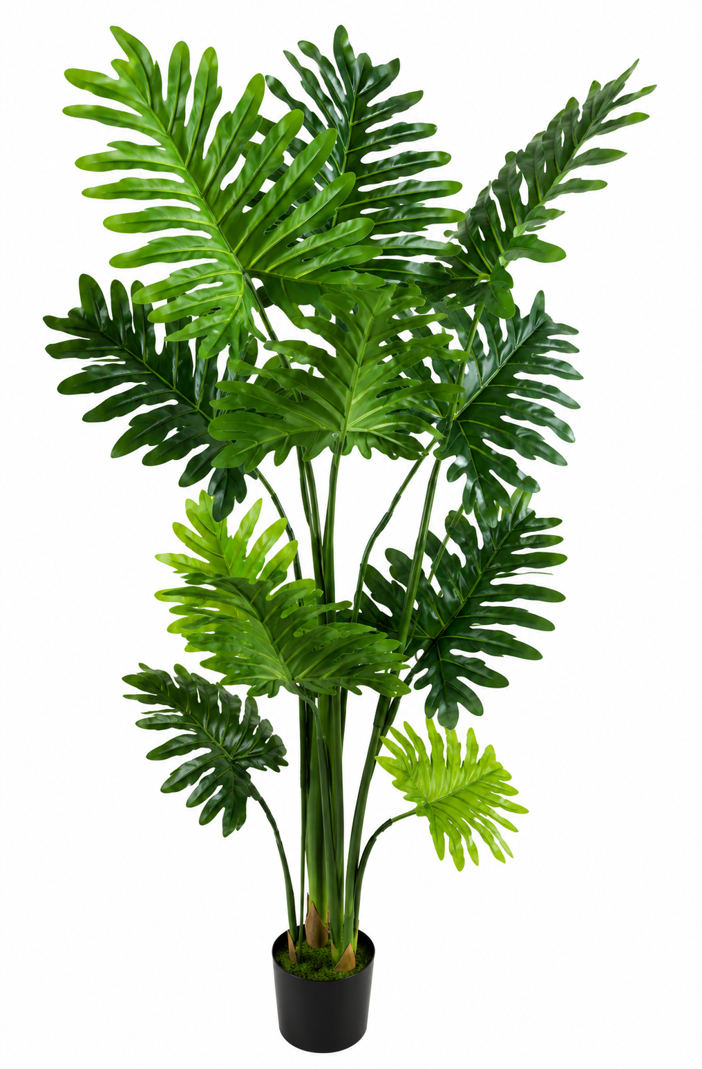 RUBBER HOSE LILY 11 LEAF PLANT