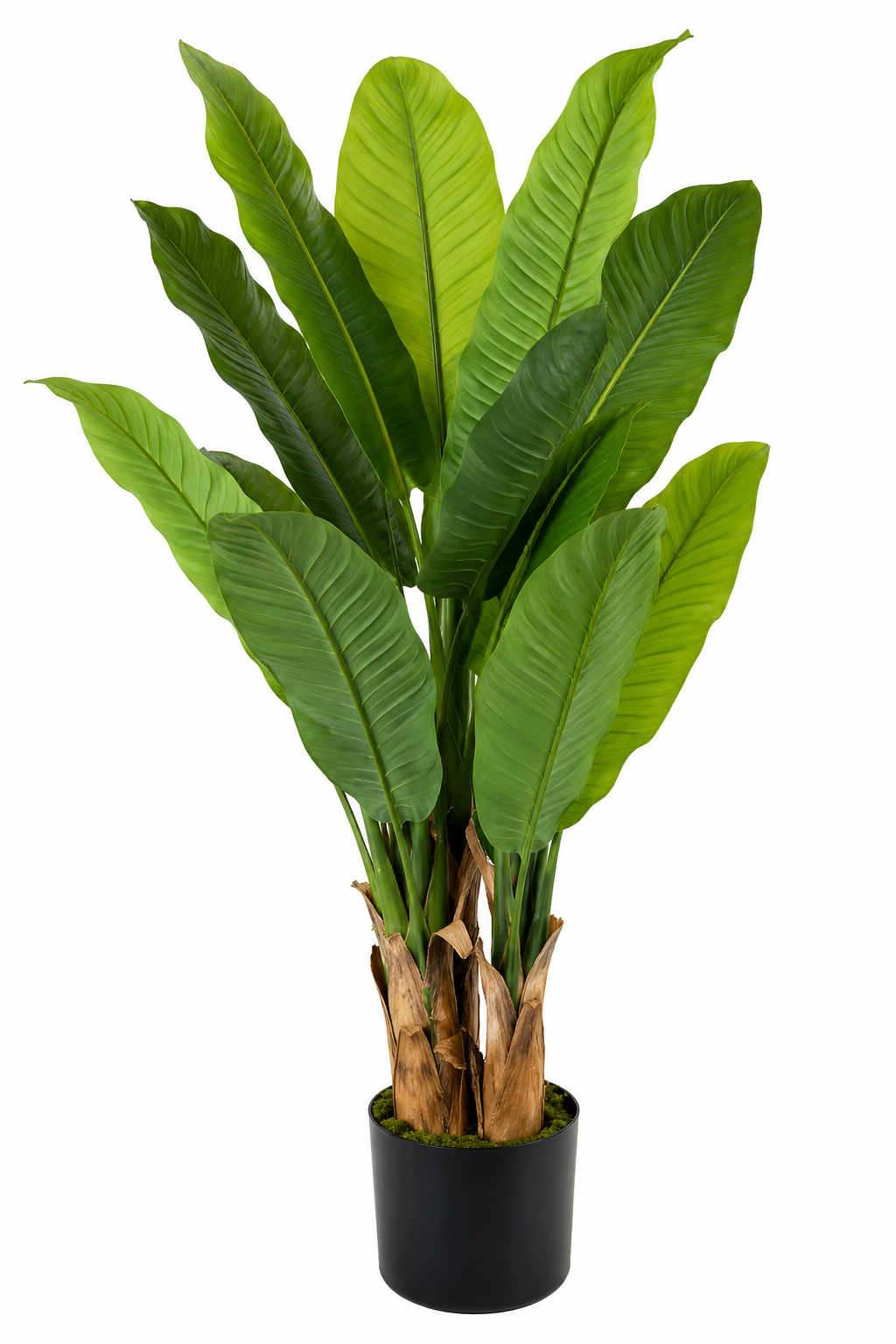 BANANA TREE SMALL THREE POLE