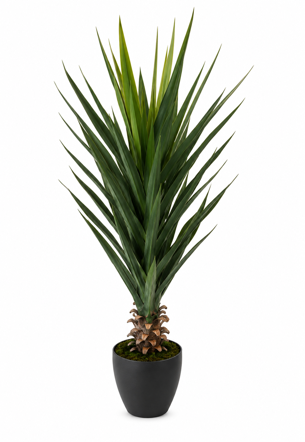 GLADIOLUS 48 LEAVES PLANT