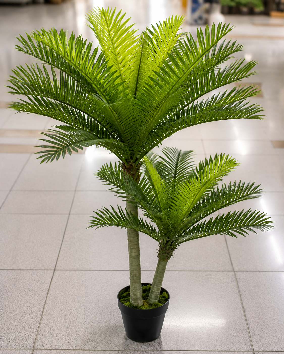 PSILOCYSTIS BILOBA PLANT