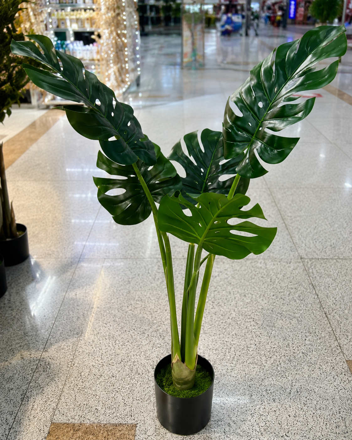 PHILODENDRON 5 LEAF HOSE PLANT