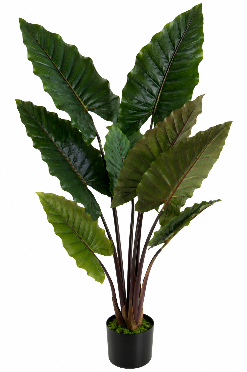 RAINBOW HOSE LEAF 8 LEAF PLANT