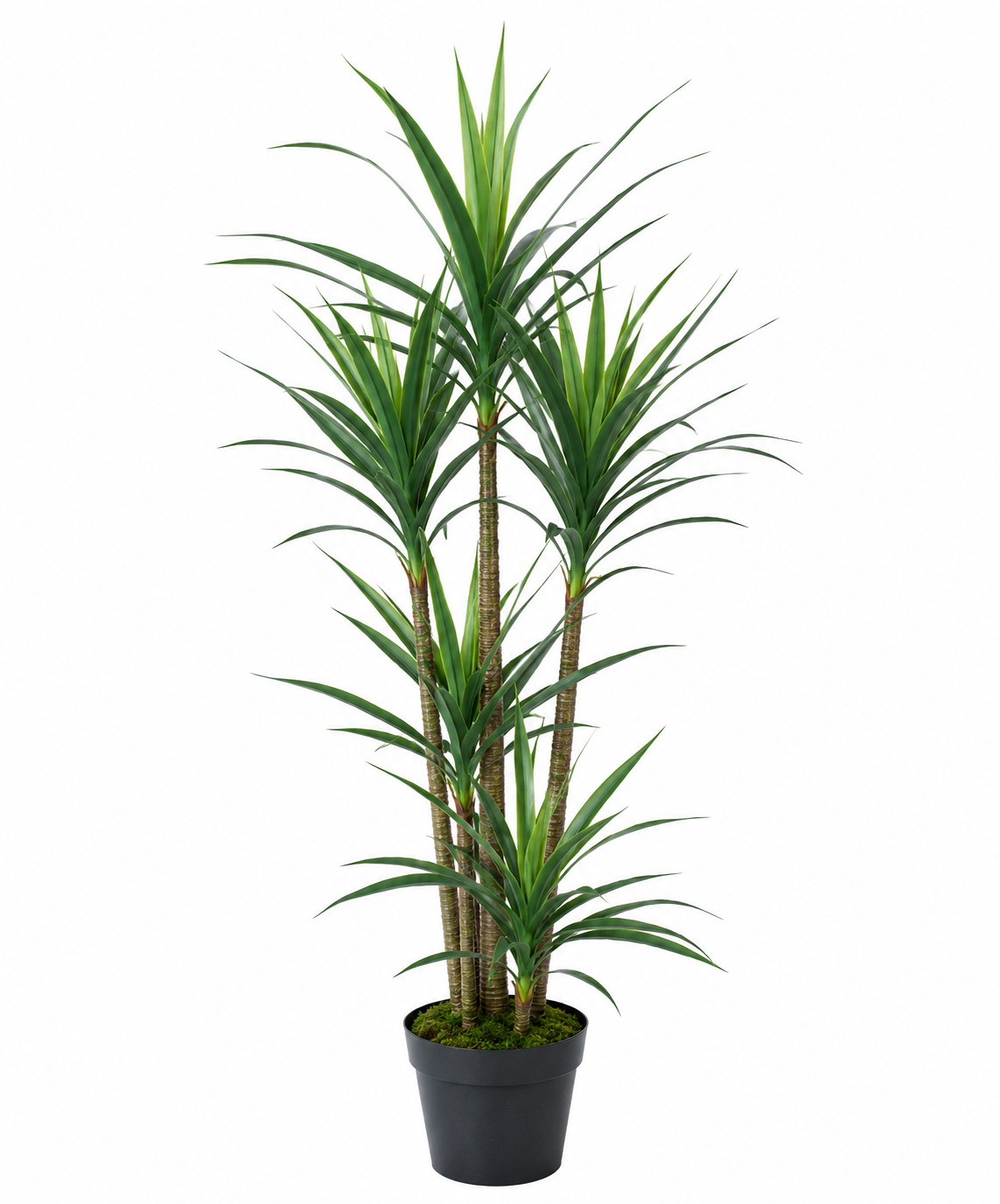 5 STEM NORTH AMERICAN YUCCA