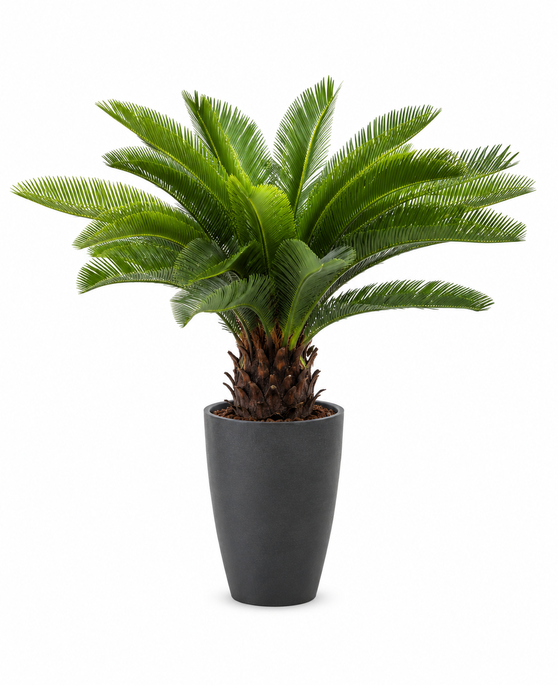 CYCAS REVOLUTA 36 LEAVES PLANT