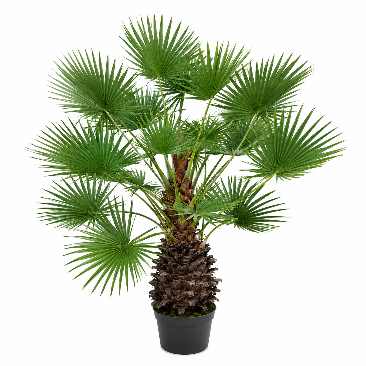 PAGODA PALM 20 LEAVES PLANT