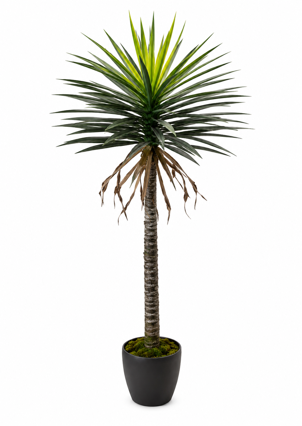 ONE STEM 96 LEAVES YUCCA PLANT