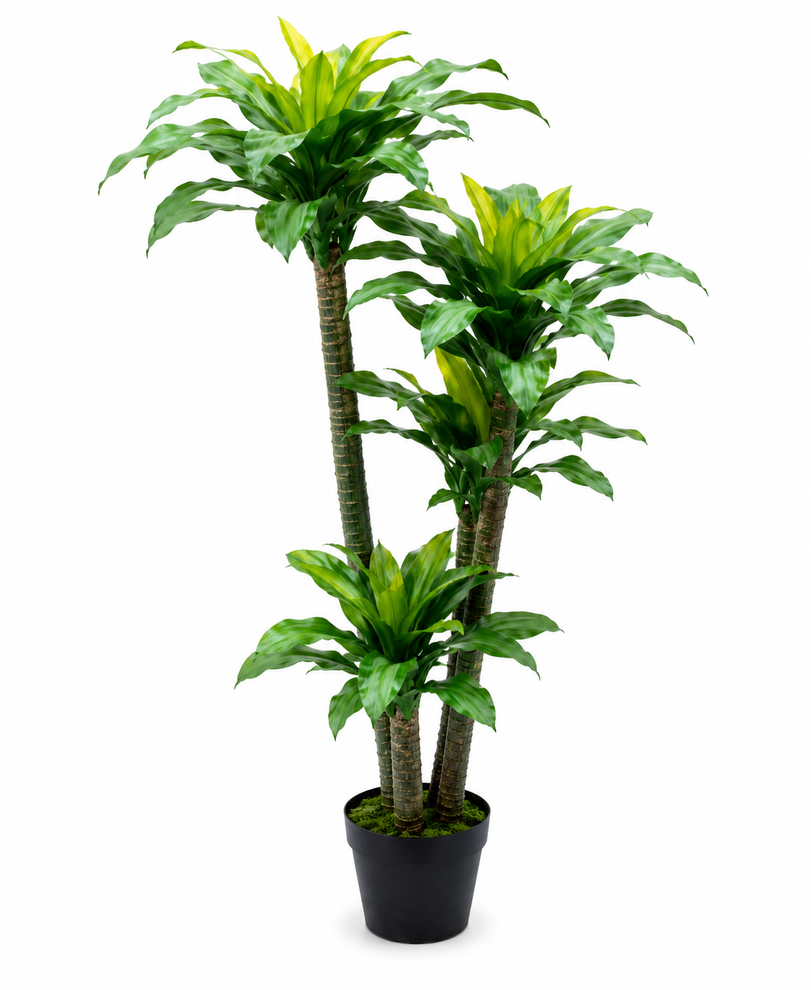 FOUR RODS ACAI 88 LEAVES PLANT