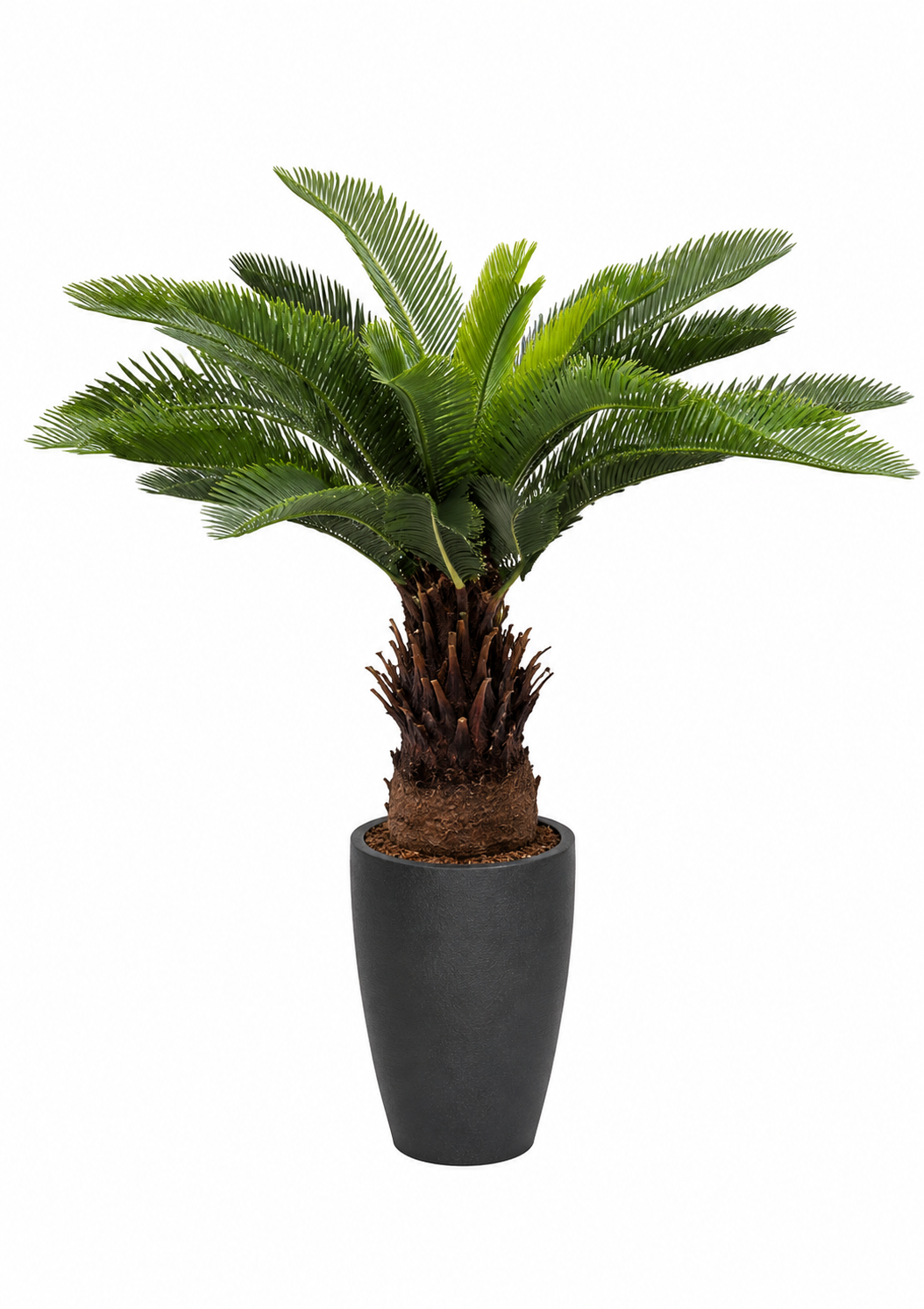 CYCAS REVOLUTA 30 LEAVES PLANT