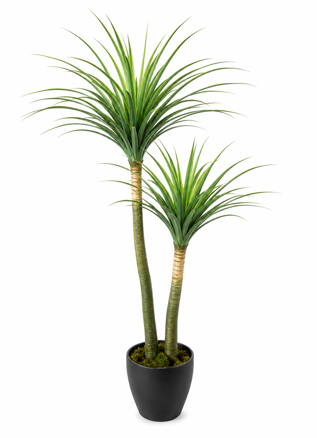 TWO STEM DRACAENA 96 LEAVES