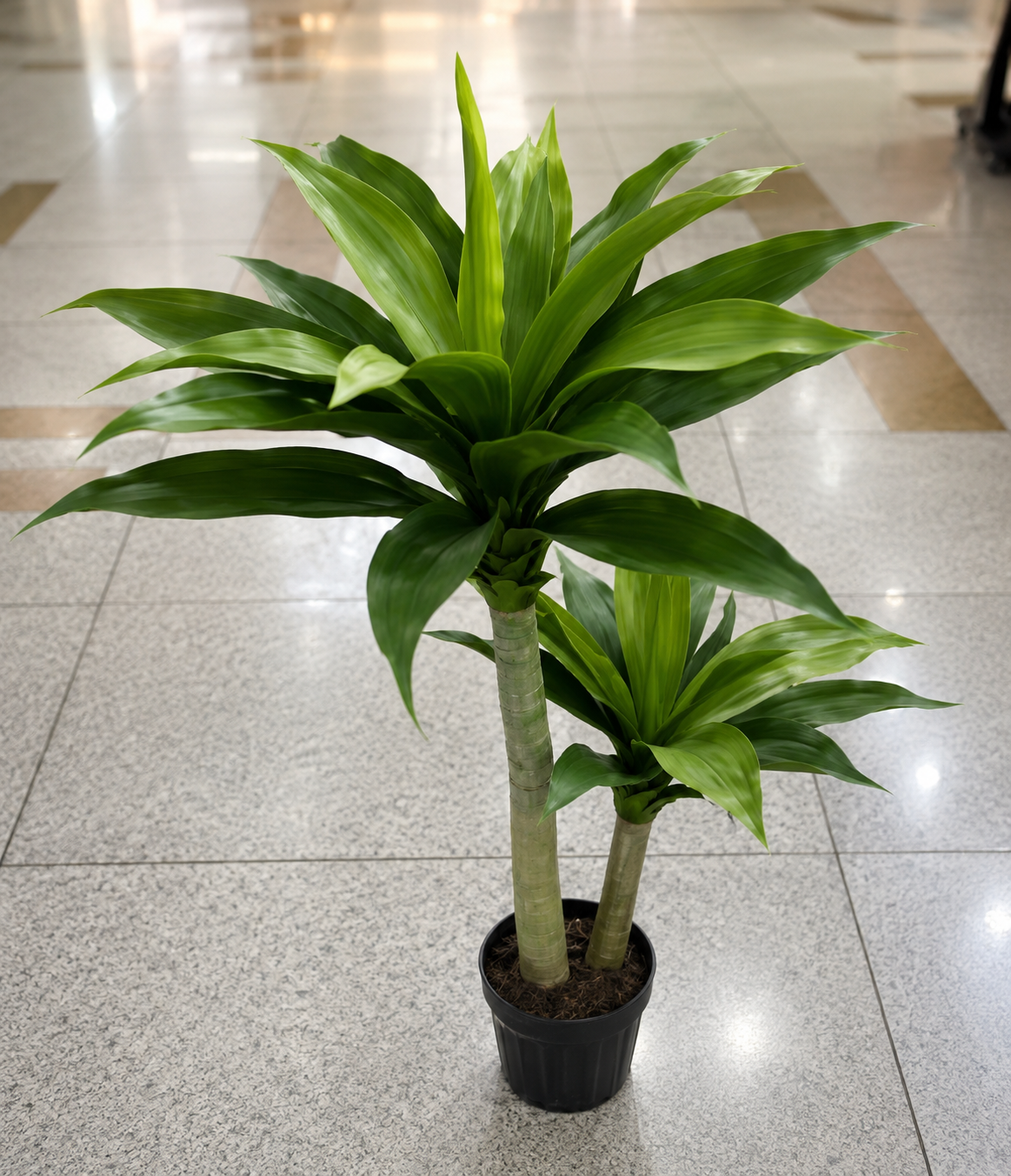 FOXTAIL ORCHID 105CM PLANTS
