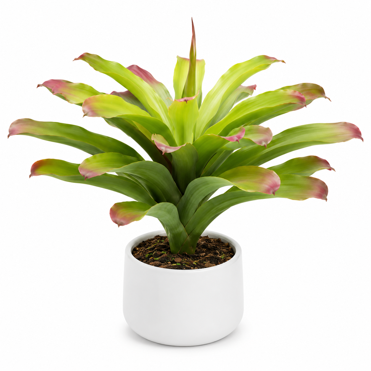 POTTED TIGEREYE 30 LEAF PLANT
