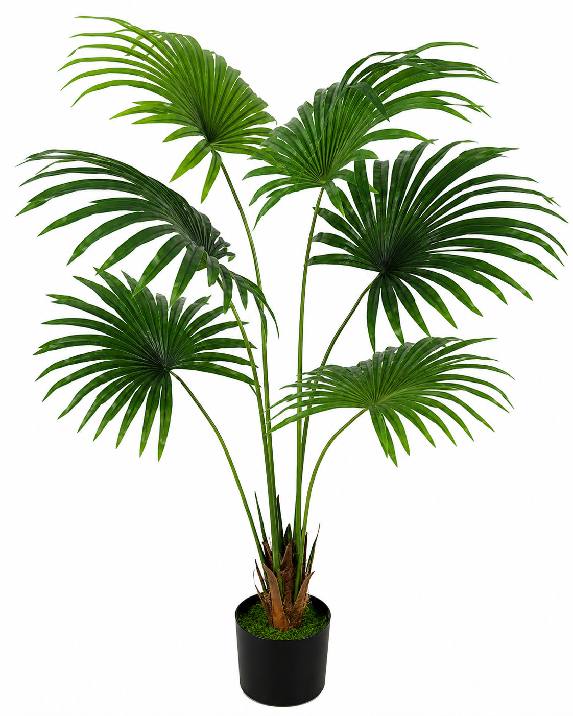 BROWN PAPILLON 6 LEAVES PLANT