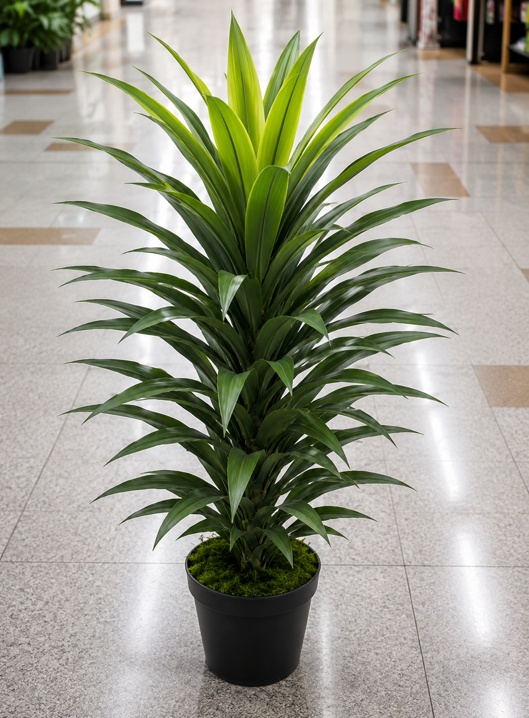 NORTH AMERICAN YUCCA 100 LEAF